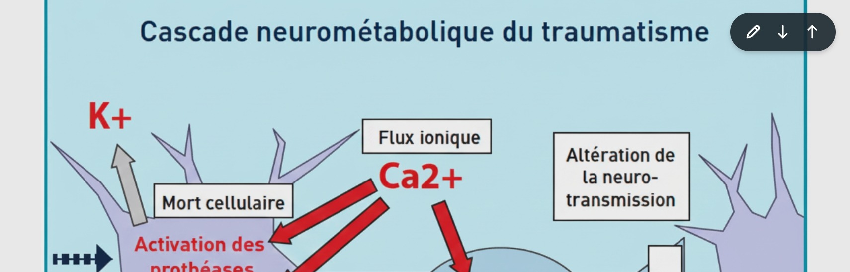 Cascade neurométabolique du traumatisme : K+, Ca2+, flux ionique